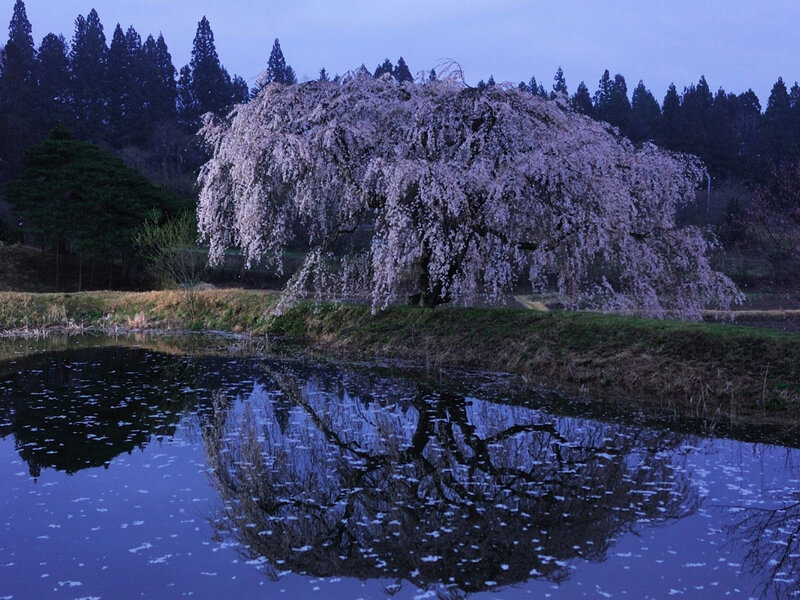 Weeping Cherry Tree — Blue, Serene, Night