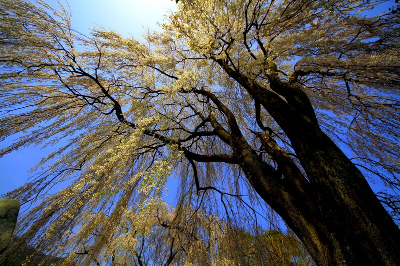 Weeping Cherry Tree — Blue, Serene, Spring