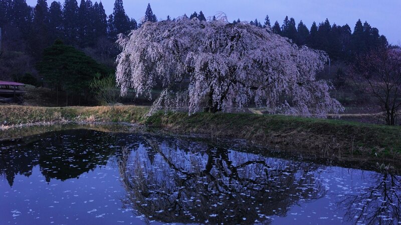 Weeping Cherry Tree — Blue, Serene