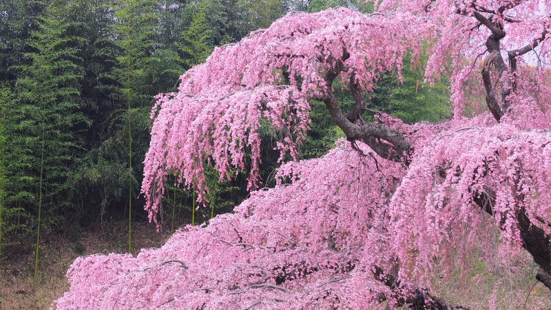 Weeping Cherry Tree — Pink, Serene, Spring, Photograph, Bamboo