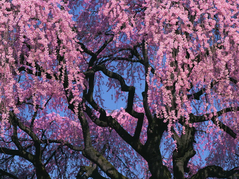 Weeping Cherry Tree — Pink, Serene, Spring, Photograph, Branches
