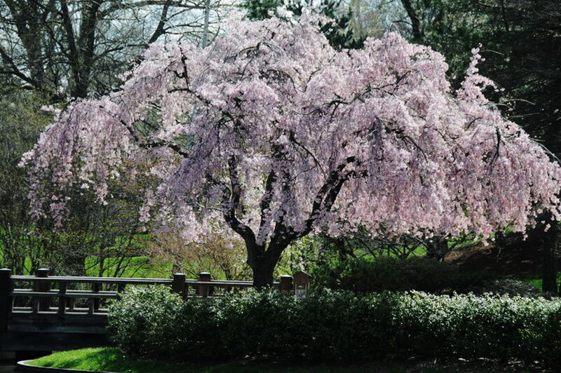 Weeping Cherry Tree — Pink, Serene, Spring, Photograph, Bridge