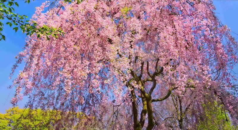 Weeping Cherry Tree — Pink, Serene, Spring, Photograph, Flowers, Sky