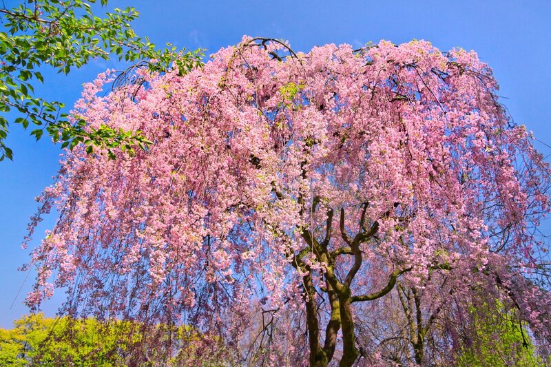 Weeping Cherry Tree — Pink, Serene, Spring, Photograph, Flowers