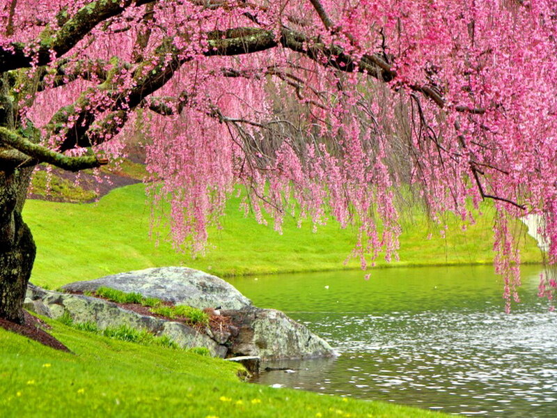 Weeping Cherry Tree — Pink, Serene, Spring, Photograph, Pond, Grass, Rock