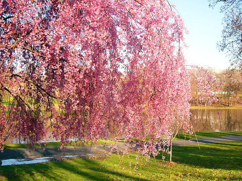Weeping Cherry Tree — Pink, Serene, Spring, Photograph, Pond, Grass