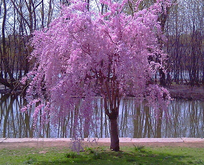 Weeping Cherry Tree — Pink, Serene, Spring, Photograph