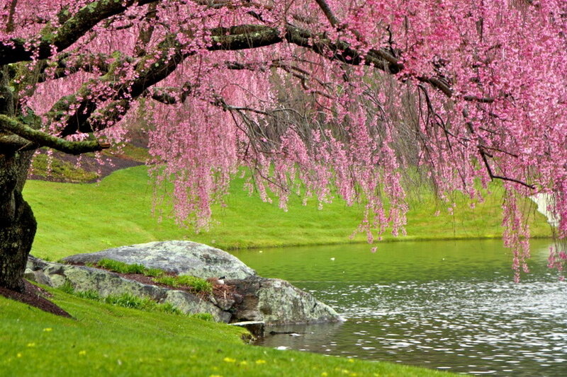 Weeping Cherry Tree — Pink, Serene, Spring