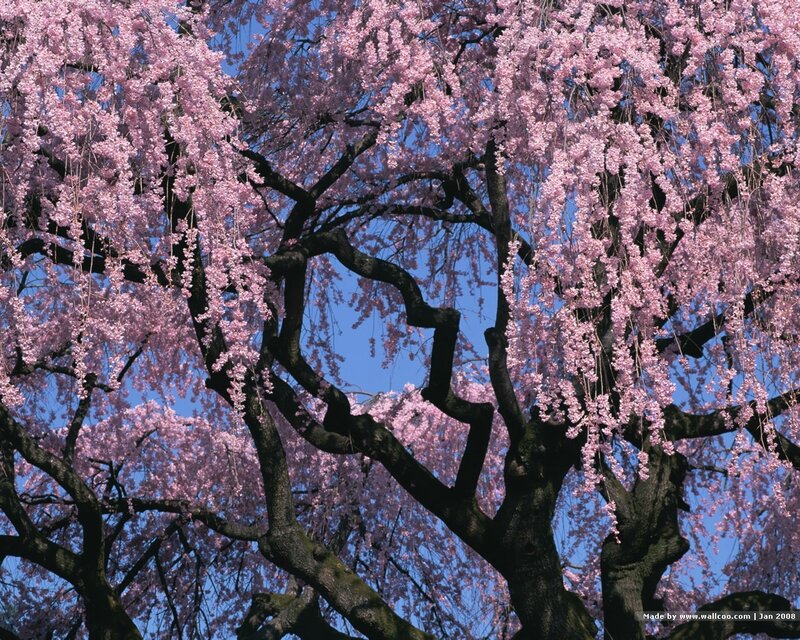 Weeping Cherry Tree — Pink, Serene