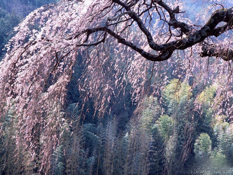 Weeping Cherry Tree — Pink