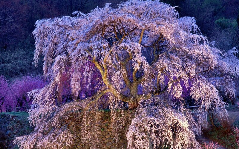 Weeping Cherry Tree — Purple