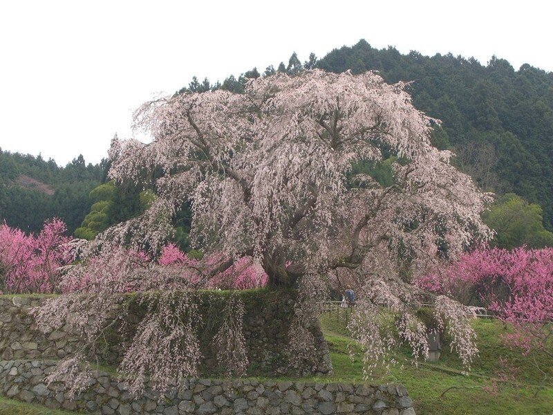 Weeping Cherry Tree