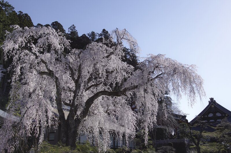 Weeping Cherry Tree — White, Serene, Spring