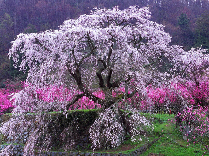 Weeping Cherry Tree — White, Serene