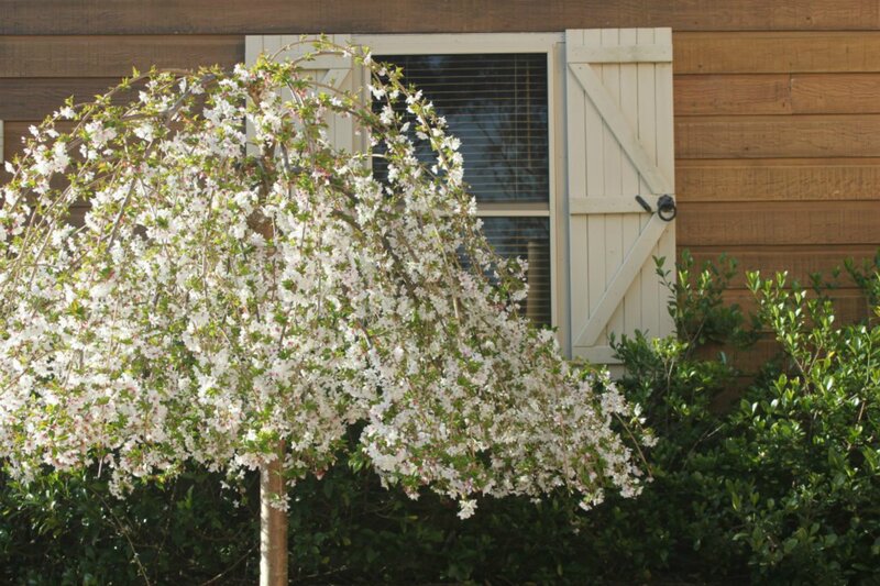 Weeping Cherry Tree — White