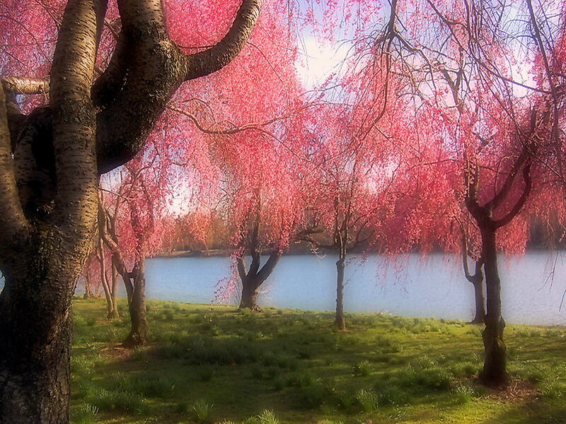 Weeping Cherry Trees — Pink