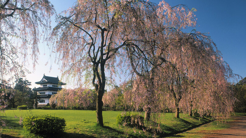 Weeping Cherry Trees