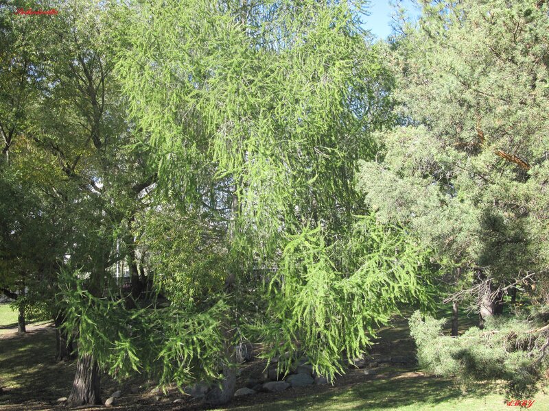Weeping Larch Tree