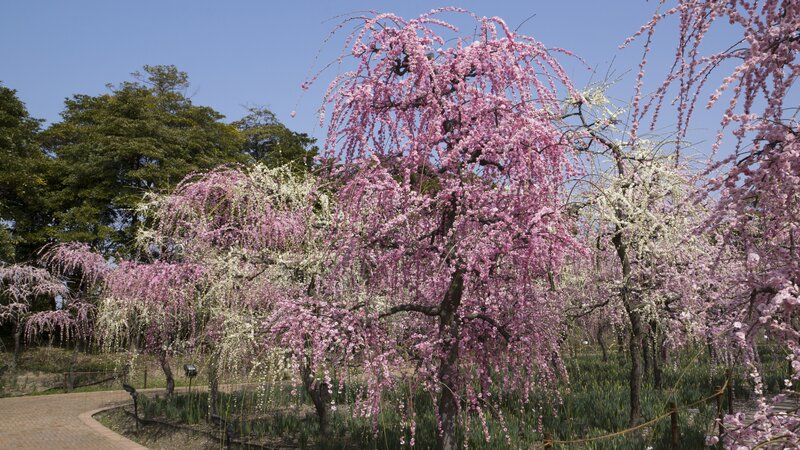 Weeping Plum Trees