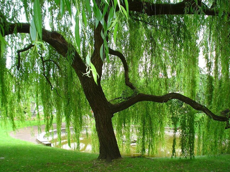 Weeping willow by a pond