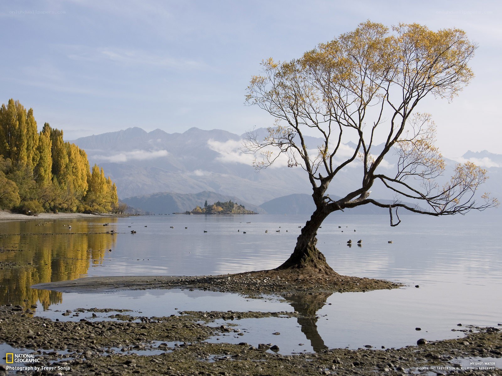 Weeping Willow by Lake Wakatipu
