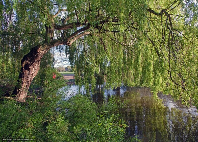 Weeping willow by the pond