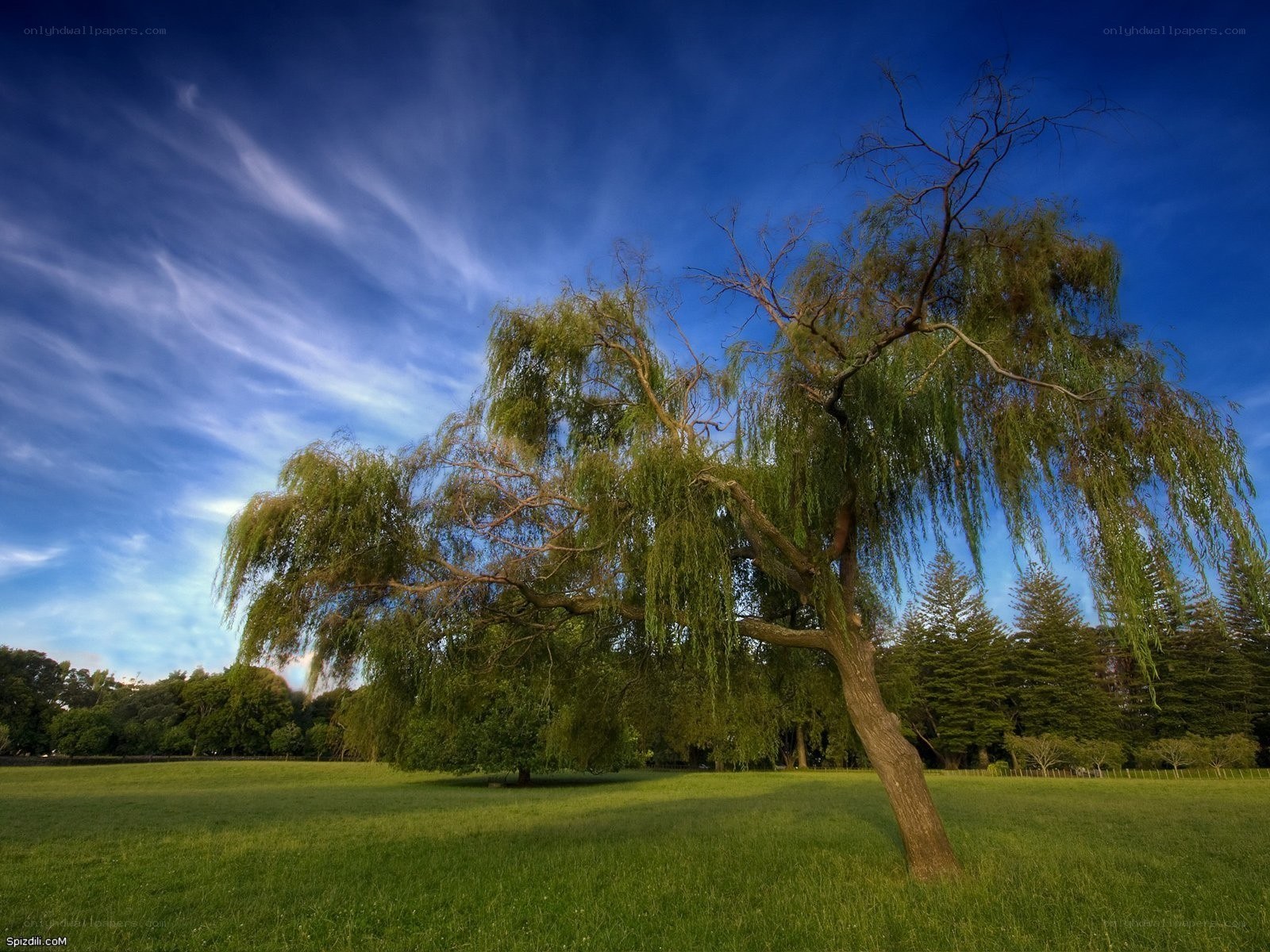 Weeping willow in a green field