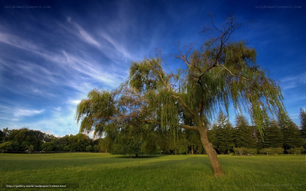 Weeping willow in a green field