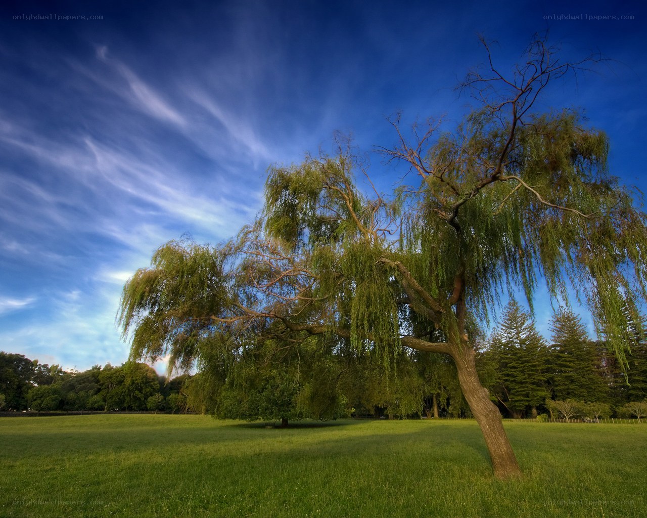 Weeping willow in a sunny field