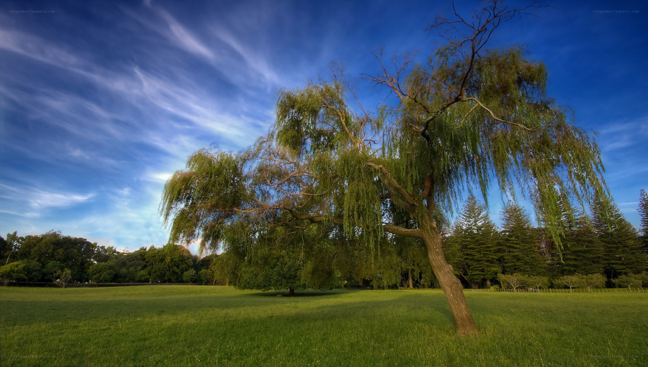 Weeping willow in a sunny field