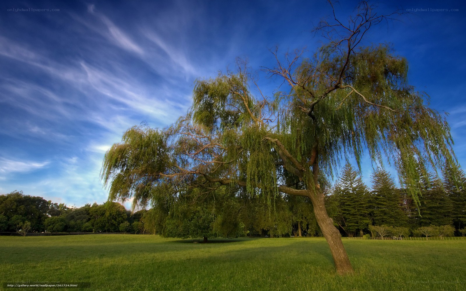 Weeping willow in a sunny field