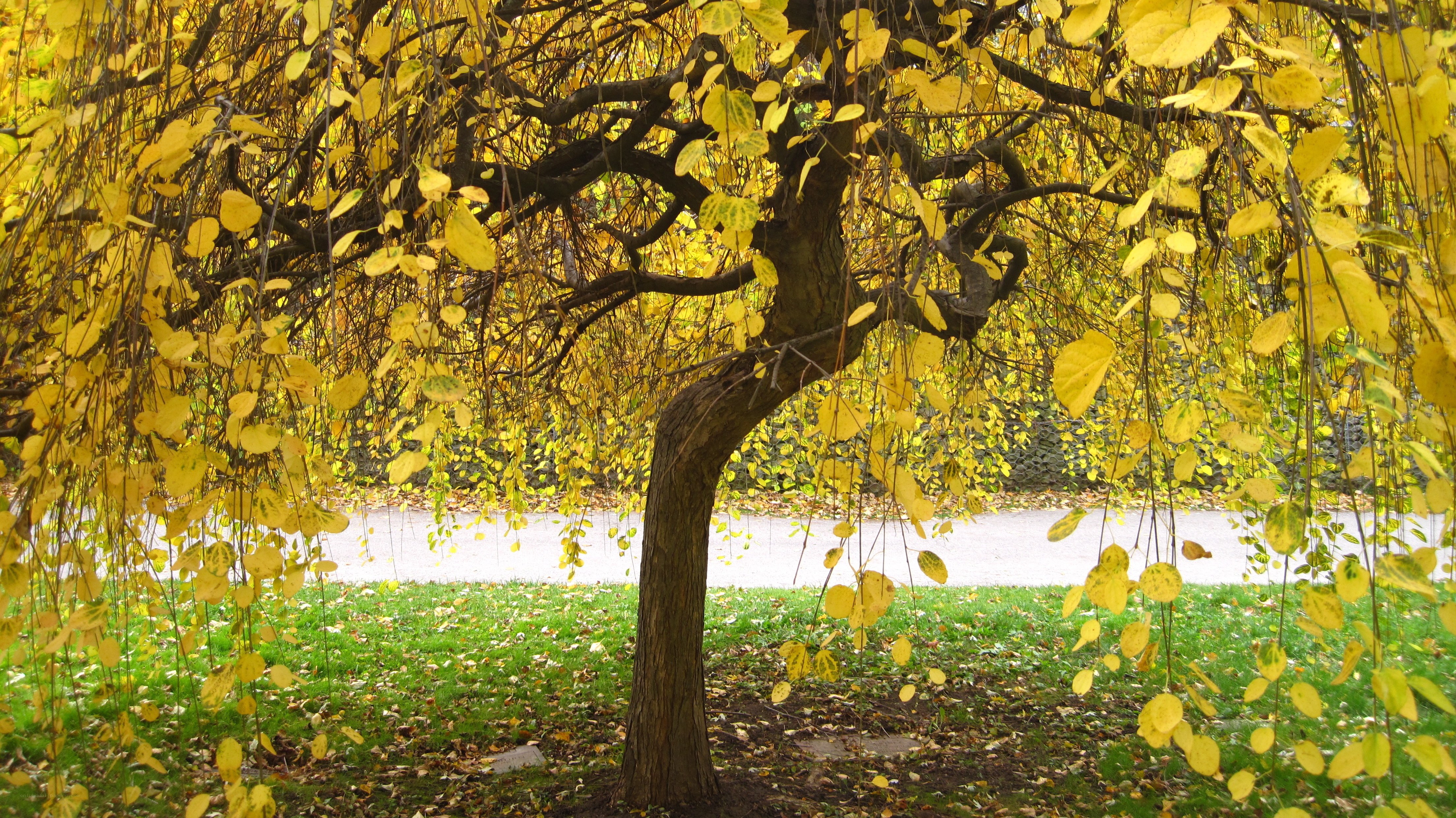 Weeping willow in autumn
