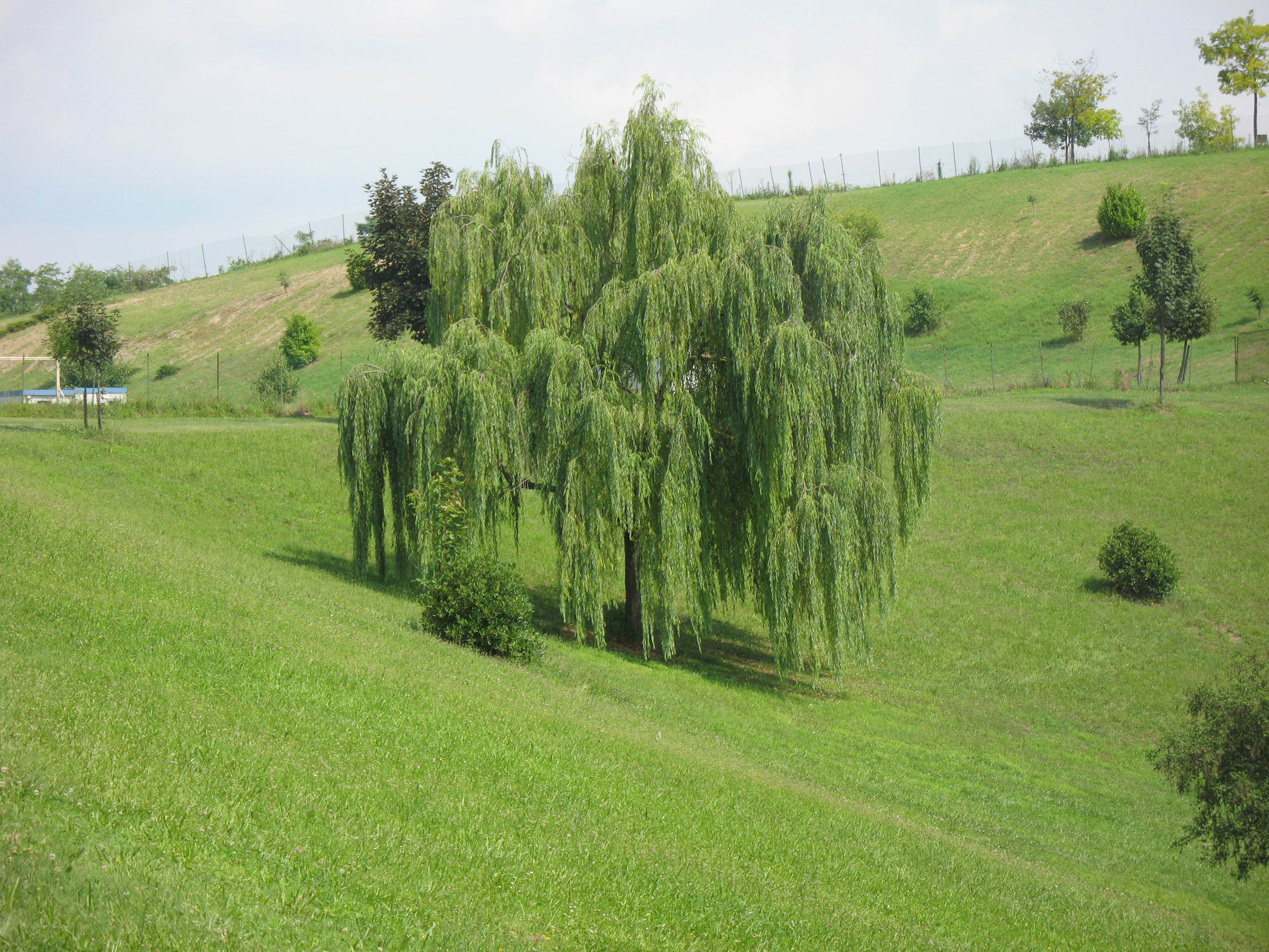 Weeping willow on a grassy hill