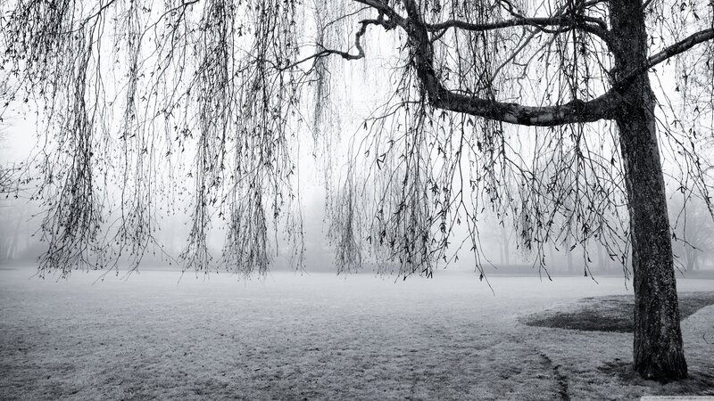 Weeping Willow Tree — Black, Misty