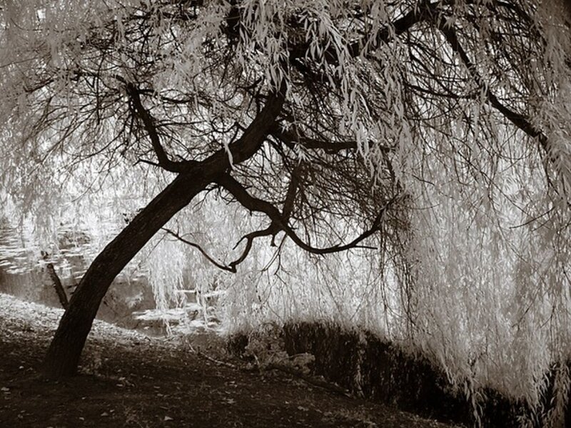 Weeping Willow Tree — Black