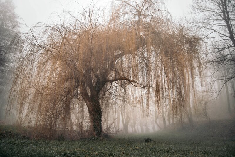 Weeping Willow Tree — Brown, Misty