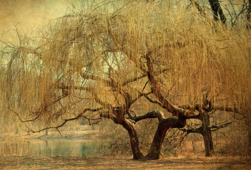 Weeping Willow Tree — Brown