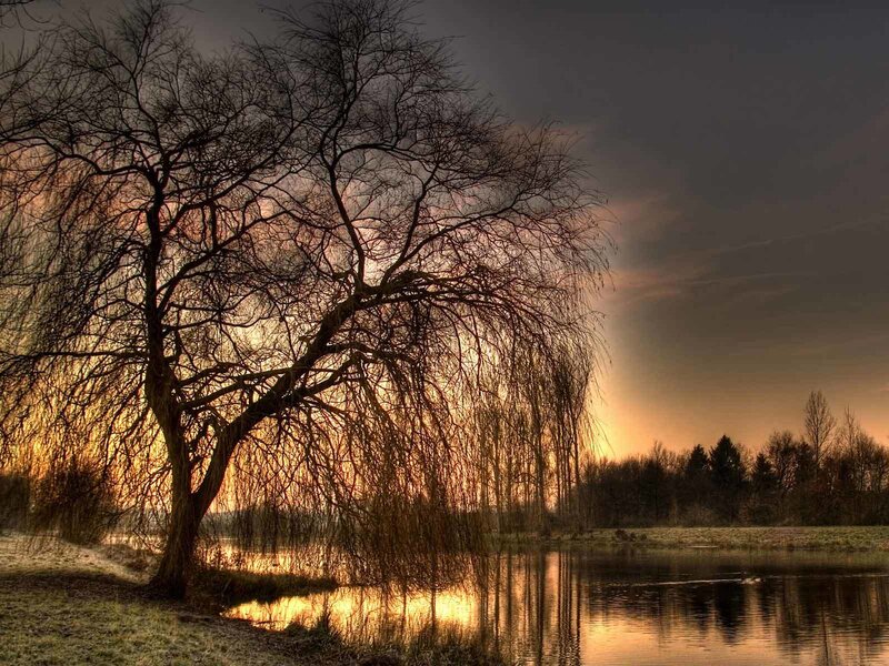 Weeping Willow Tree — Dramatic