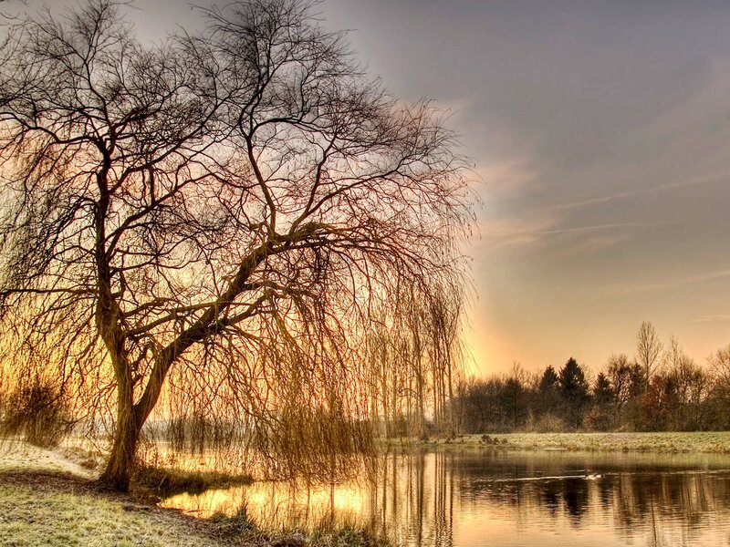 Weeping Willow Tree — Gold
