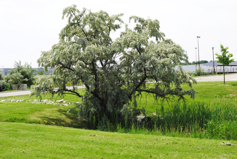 Weeping Willow Tree — Green, Calm, Afternoon, Photograph, Grass