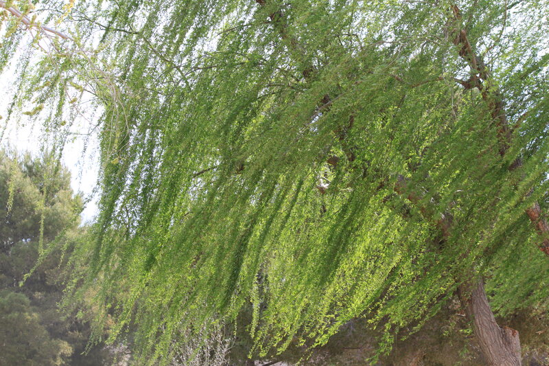 Weeping Willow Tree — Green, Calm, Afternoon, Photograph, Leaves