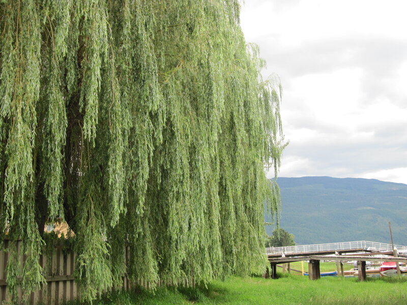Weeping Willow Tree — Green, Calm, Afternoon, Photograph, Mountain