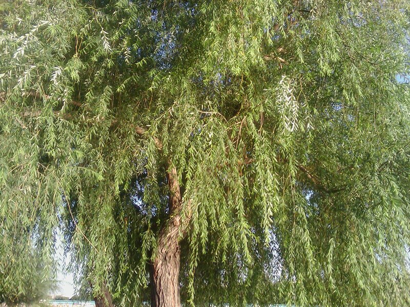 Weeping Willow Tree — Green, Calm, Afternoon, Photograph
