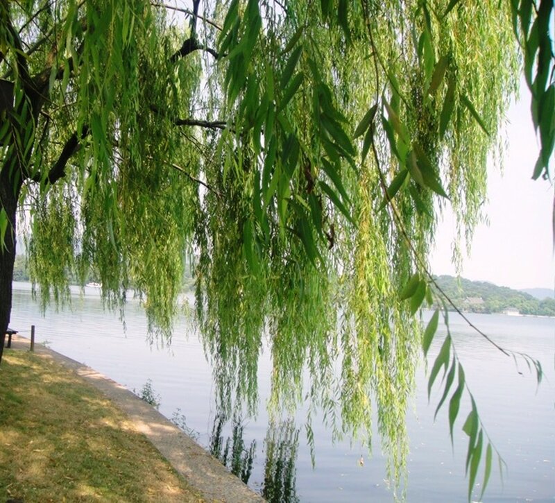 Weeping Willow Tree — Green, Calm, Afternoon