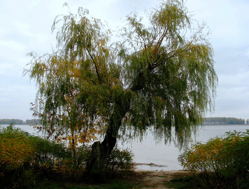 Weeping Willow Tree — Green, Calm, Autumn