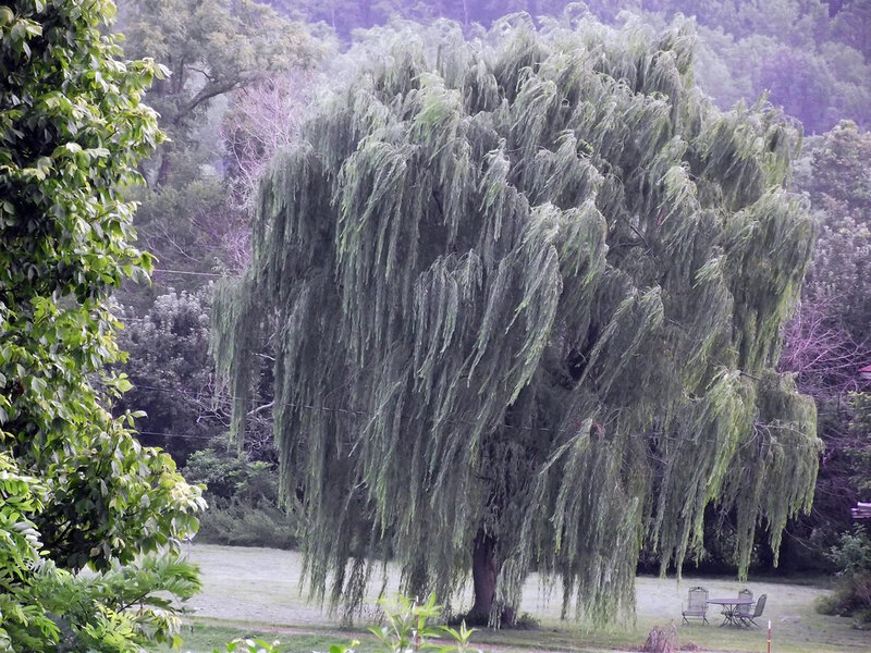 Weeping Willow Tree — Green, Calm, Photograph, Table and Chairs