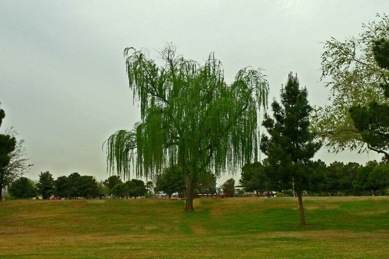 Weeping Willow Tree — Green, Calm, Photograph