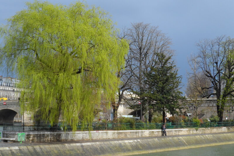 Weeping Willow Tree — Green, Calm, Spring, Photograph