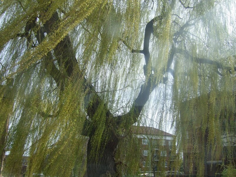 Weeping Willow Tree — Green, Calm, Spring