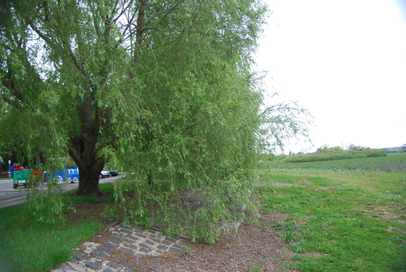 Weeping Willow Tree — Green, Calm